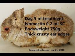 Image result for scabies rabbits ears