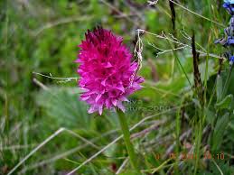 Romania 1979 flori protejate serie 6 timbre lp.977 mnh**. Specii De Flora Ocrotite In Parcul Natural Bucegi Bucegi Natura 2000