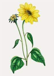 Sunflower Drawing Images Free Vectors Stock Photos Psd Find images of sunflower drawing.