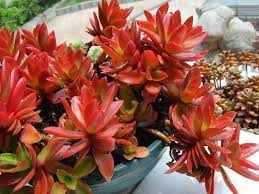 1 418 просмотров 1,4 тыс. 50 Colorful Succulents That Are Incredibly Beautiful Balcony Garden Web