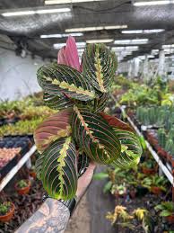 Image result for maranta