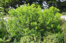 Image result for Acacia karroo