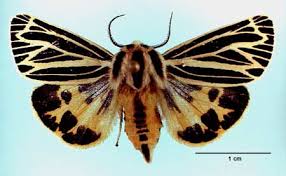 Image result for Syngrapha microgamma