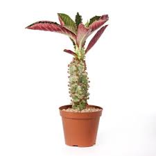 Image result for Monadenium rugosum