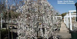 See more ideas about weeping trees, weeping cherry tree, flowering trees. Dwarf Weeping Cherry Trees Including Care Guide With Pictures