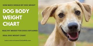 Dog Body Weight Chart Canine Pals