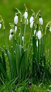 Spring Plants Snowdrop Flowers 720x1280 Wallpaper Spring Flowers Wallpaper Plants Flowers