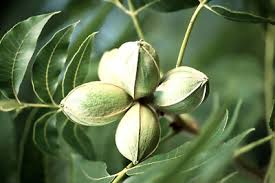 Image result for Carya illinoinensis