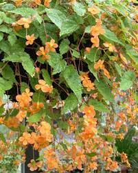 Image result for Vernonia sutherlandii