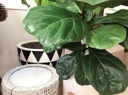 Fiddle leaf figs come from the tropical jungles of west africa and can reach at least 40 feet in height. How To Care For Your Fiddle Leaf Fig In Winter Dossier Blog