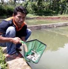 Usaha Budidaya Ikan Nila Mantan Tki Bukukan Puluhan Juta Latihan Ikan