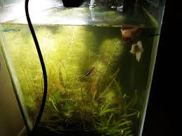 10 Gallon Fish Tank 10 Gallon Fish Tank Fish Tank Neon Tetra