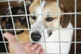 Search by zip code to meet available dogs in your area. How To Adopt A Dog In Dubai Expatwoman Com