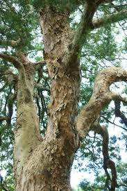 Image result for Afrocarpus falcatus
