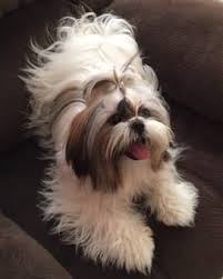 Dog pregnancy week by week images shih tzu. Shih Tzu Skin Problems
