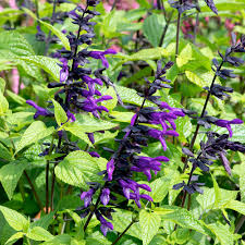They grow in clumps close to the ground, making them. Salvia Purple And Bloom Plants Dobies