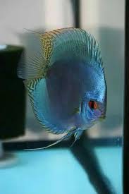 Cobalt Blue Discus Fresh Water Fish Tank Freshwater Fish Discus Fish