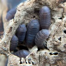 Image result for Pycreus muricatus