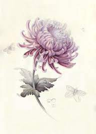 Chrysanthemum Cvetochnoe Iskusstvo Botanicheskie Risunki Botanicheskie Illyustracii