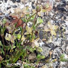 Image result for Sagina abyssinica