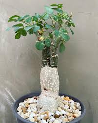 Image result for Adenia fruticosa