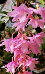 Image result for Dierama densiflorum