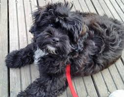 Shih Tzu Poodle Mix Black And Brown Chewy The Shih Tzu Mix Puppy Breed Poodle Shih Tzu Shih Tzu Puppy Breeds Shih Tzu Mix