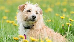 The static level can be adjusted to a safe accurate level of static level for your dog. Dog Collars The Humane Society Of The United States