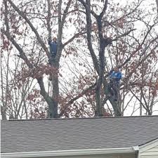 Browse the offers doliar tree and save money. Tree Service About Us Toms River Nj