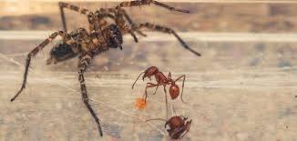 أعراض قرصة النمل والعنكبوت سطور
