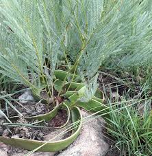 Image result for Elephantorrhiza