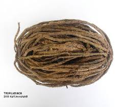 Image result for Cissampelos mucronata