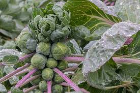 We did not find results for: 15 Of The Best Brussels Sprout Varieties Gardener S Path
