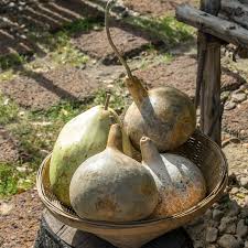 Image result for Lagenaria