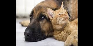La humane society affirme que la majorité sont. Voici Les Pays Ou Les Gens Mangent Encore Des Chats Et Des Chiens