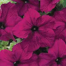 Dreams Burgundy Petunia Grandiflora Pellets Petunias Flower Seeds Petunia Flower