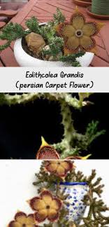 Bissell Proheat 2x Revolution Carpet Cleaner Reviews Bissell Proheat 2x Revolution Carpet Cleaner Review Carpetcleanerwithtide Carp Bissel In 2020 Persian Carpet Carpet Boho Carpets