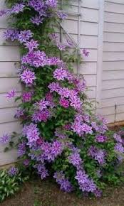 Evimcicek Clematis Clematis Evimcicek Jardineria Photo Blog Clematis Pflanzen Clematis Mehrjahrige Blumen