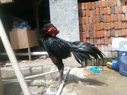 Ayam jantan stok vektor dan ilustrasi bebas royalti. Manfaat Memandikan Ayam Jantan Steemit