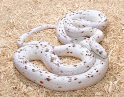 The Five Most Expensive Types Of Snakes Money Can Buy Corn Snake Pet Snake Types Of Snake