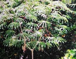 Image result for Manihot grahamii