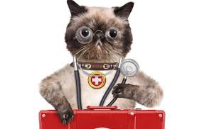 A condition that affects cats that can occur very suddenly without any prior signs or symptoms. Top Ten Emergencies In Cats In Stevenson Ranch Stevenson Ranch Veterinary Center