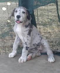 These sweet, noble, working dogs are a delight to live with, easy to housebreak, and train. Great Dane Puppies For Sale Randfontein Dogs Puppies Public Ads