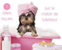 7 Prejuges Sur Le Metier De Toiletteur Canin