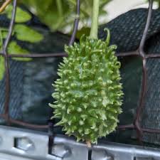 Image result for Cucumis anguria