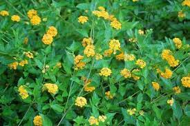 How To Propagate Lantana Learn How To Grow Lantana From Cuttings And Seeds Lantana Plant Lantana Propagating Plants