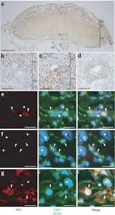 The company was later transformed into rtl equipment, inc., in 2000. Role Of Retrotransposon Derived Imprinted Gene Rtl1 In The Feto Maternal Interface Of Mouse Placenta Nature Genetics