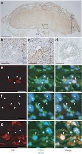 The company was later transformed into rtl equipment, inc., in 2000. Role Of Retrotransposon Derived Imprinted Gene Rtl1 In The Feto Maternal Interface Of Mouse Placenta Nature Genetics