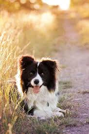 Border Kolia Playing In The Garden Hľadat Googlom Dogs Beautiful Dogs Collie Dog