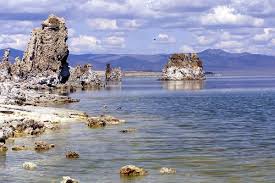 Image result for Monotes magnificus